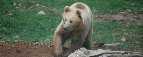 Bear of Orecchiella Park 